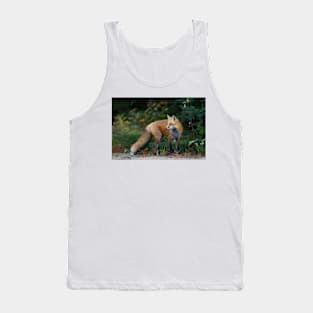 Red Fox - Algonquin Park, Canada Tank Top